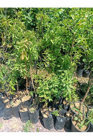 Yeşil Deniz Fidancılık Tüplü Badem Fidanı 50-100 Cm