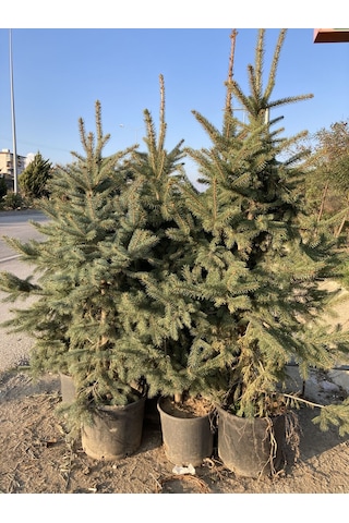 Mavi Ladin (Yılbaşı Çamı) Fidanı 160-200 CM