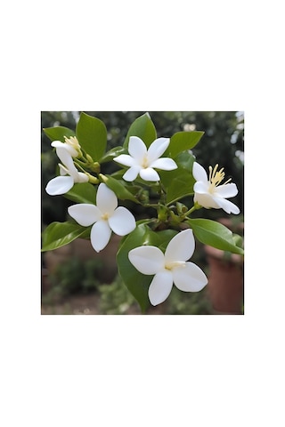 Rhyncospermum Jasminoides Star Arap Yasemini Fidanı 10-20 Cm