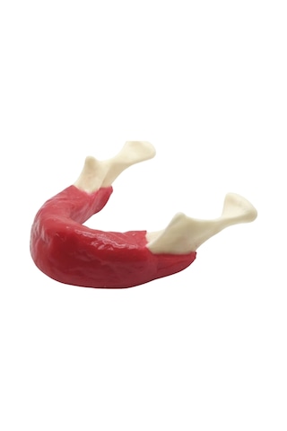 Tam Dişsiz Mandibula Modeli - İmplant Planlama Ve Eğitim Materyali