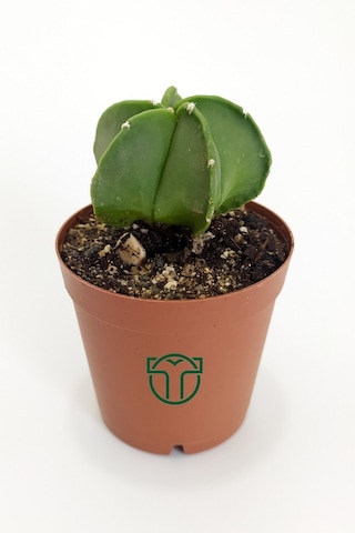 Astrophytum Myriostigma Özel Tür Kaktüs 5.5 CM
