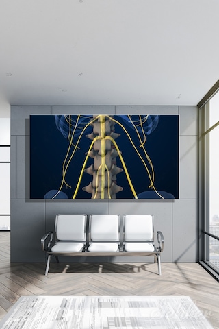 İnsan Anatomisi Bel Omurları Ve Sinir Yollarını Gösteren 3d Tıbbi İllüstrasyon Yatay Kanvas Tablo 3584