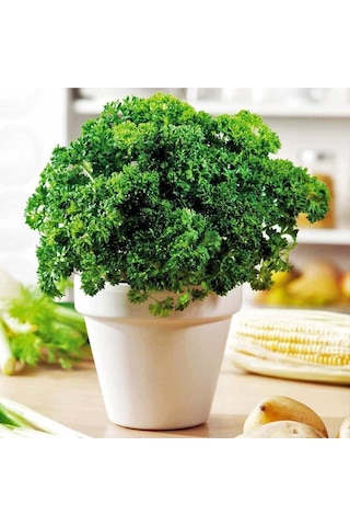 Kıvırcık Maydanoz Tohumu Atalık Saksı Tipi Moss Curled Parsley
