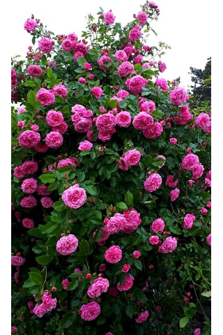 Pembe Isparta Sarmaşık Gül Fidanı 80-100+ Cm