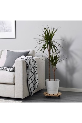 Ikea Dracaena Margınata Canlı Bitki, Yeşil, 19 Cm, 2 Dal Dragon Ağacı