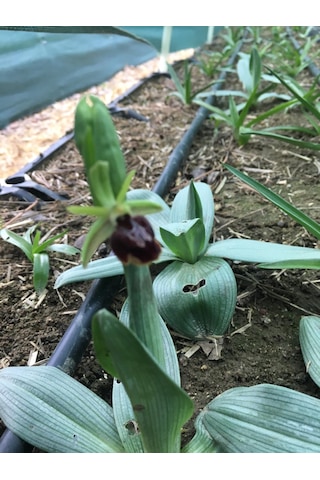 Dogal Salep Fidanı 2 Kg