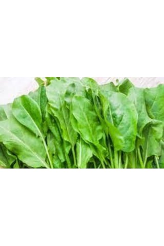 100 Adet Kuzu Kulağı Koç Kulağı Ekşi Otu Tohumu