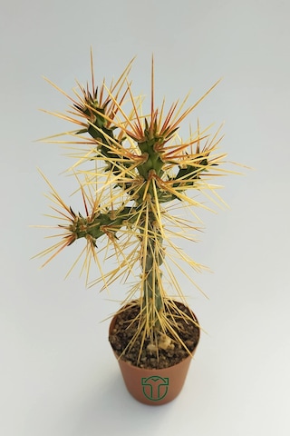 Euro Flora Cylindropuntia Whipplei Kaktüs 5.5 Cm Saksıda Sku: Smgstk13fa121be6