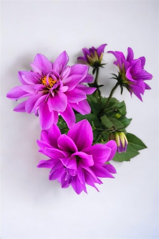 Yıldız Çiçeği Dahlia Mor