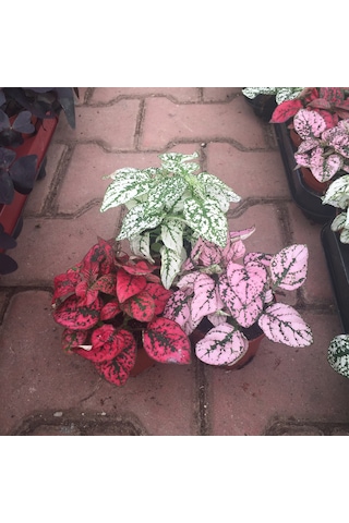 Hypoestes 3'lü Set (Hostes Çiçeği)  Ø8,5 CM 10-15 CM