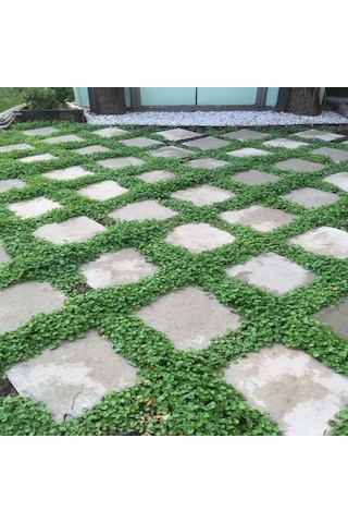 Dona Dayanıklı Dichondra Repens Fare Kulağı Tohumu 100