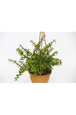 Yeşim Ağacı 2 Adet Crassula Portulacaria - Askılı Saksıda l