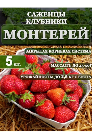 Montery Çilek Fidanı Fidesi 5 Ad