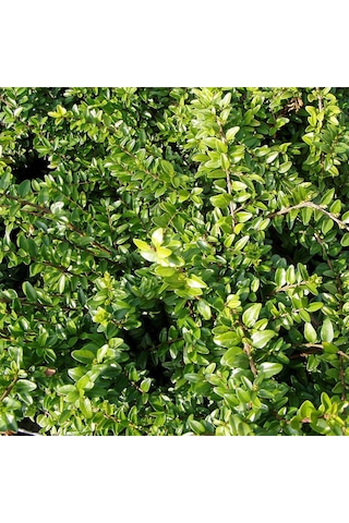 Bodur Hanımeli Lonicera Nitida Fidanı Bodur Çit Bitkisi 1-2 Yaş