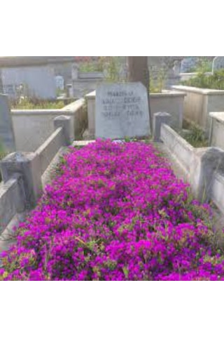 100 Adet Tohum Nadir Organik Astrix Astiriks Astriks Mezar Çiçeği