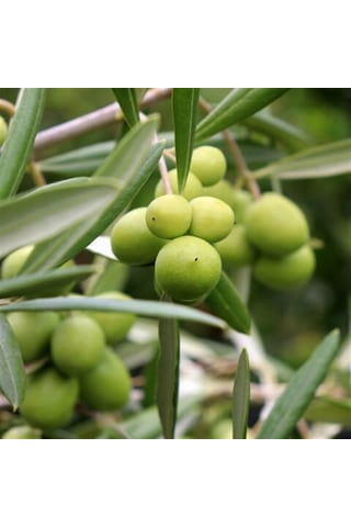 Gemlik Zeytin Trilye Fidanı