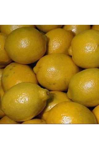 Tüplü Aşılı Kara Limon Yaş 1-2 Boy 90-100Cm