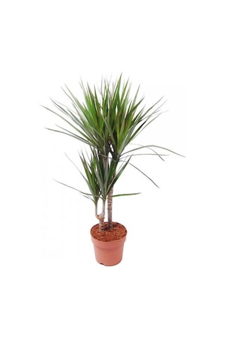 Dracena - Marginata Çiçeği  İki Dallı  50x70 Cm 1741