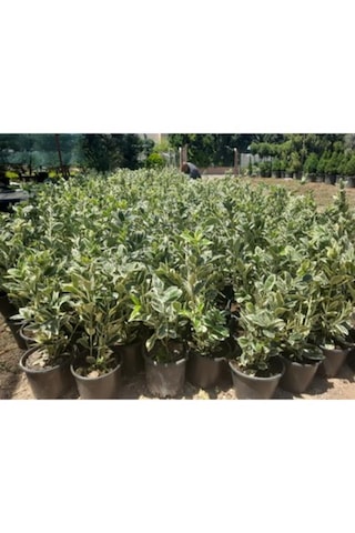 Taflan Brvo 30-50 Cm