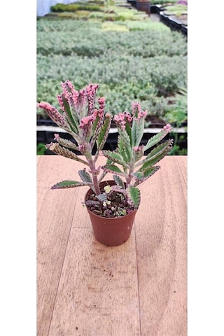 Thebestonline Kalanchoe Pink Butterflies Pembe Aşkın Gözyaşı 5.5 Cm Saksıda 1 Adet Thebestonline Kalanchoe Pink Butterflies Pembe Aşkın Gözyaşı 5.5 Cm Saksıda 1 Adet