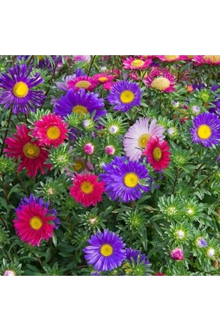 Arzuman Aster Çiçek Tohumu 50 Adet