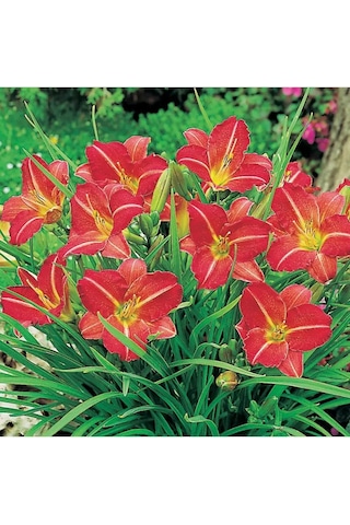 Bumerang Kırım Kırmızı Gün Zambağı Fidanı 155817873