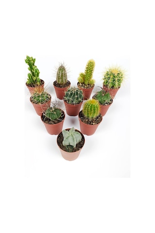 10 Lu Kaktüs Set - Özel Türler - 5.5 Cm Saksıda Sku: Smgstkb4c0b43ea8