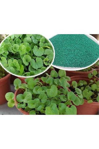 250 GR Fare Kulağı Çim Tohumu Dichondra Repens Kundura Çimi