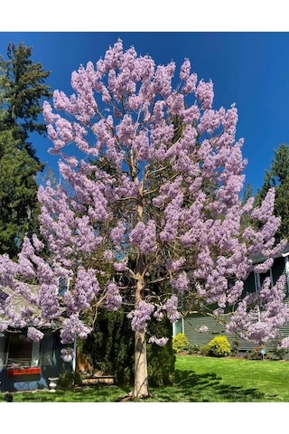 Pavlonya Fidanı / Çin Kavağı Paulownia Tomentosa