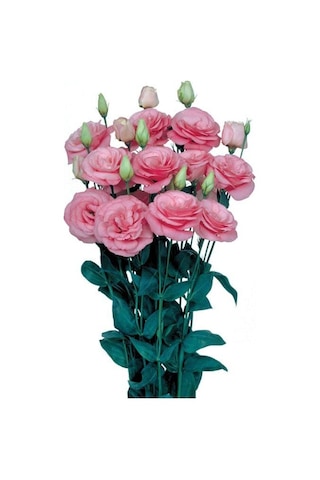 Megcito Lisianthus Çiçeği Tohumu Katmerli, Bodur Pembe Renkli -