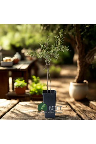 Organik Arbequina Zeytin Fidanı