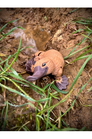 Ornitorenk Oyuncak 3d Hareketli Organik Vip Model- Büyük Boy