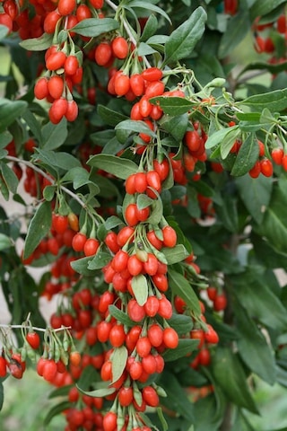 Gojiberry Fidanı 1 Adet