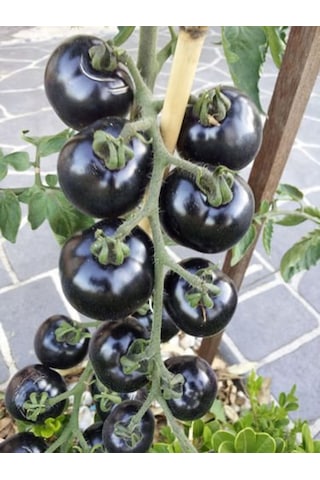 Black Domates Siyah Domates Tohumu 5 Tohum + Tohum
