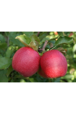 3 Yaş Tüplü Pink Lady Elma Fidanı Boy 130-150 Cm 3 Yaş Tüplü Pink Lady Elma Fidanı Boy 130-150 Cm