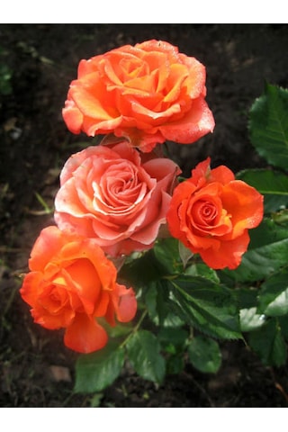 Videolu Yediveren Narçiçeği Renginde Kokulu 30 60 Cm 1 Adet Saksılı Aşılı Gül Salmon Pink Rose