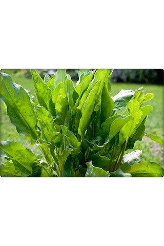 Kuzukulağı Ekşiot Tohumu 5 GR
