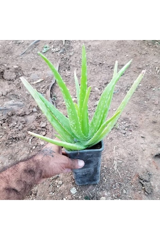 Tüketilebilir Aloevera Küçük Boy Torbada 4753
