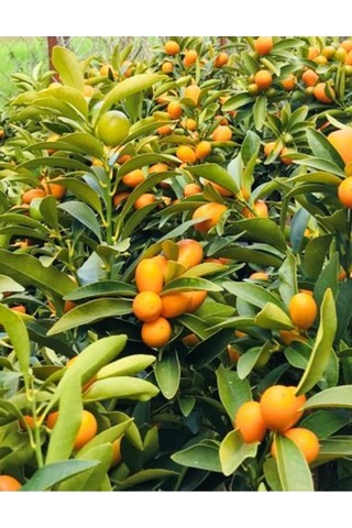Saksılı Bodur Kumkat ( Kamkat ) Fidanı