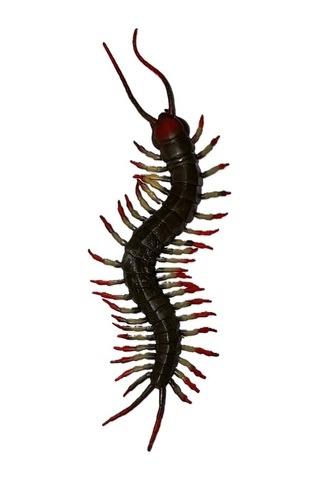 Yumuşak Kırkayak