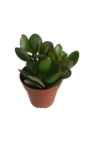Crassula Ovata - Para Bitkisi 8,5 Luk