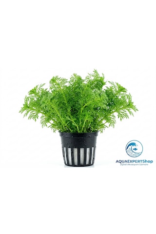 Aqua Expert Kolay Akvaryum Bitkisi - Limophila Sessiliflora Ambulia - Saksılı - 5 Dal