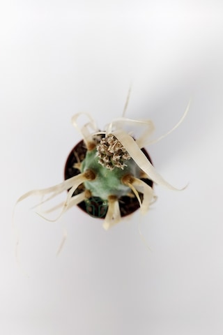 Tephrocactus Articulatus var. Papiracantus Kağıt Omurga Kaktüsü