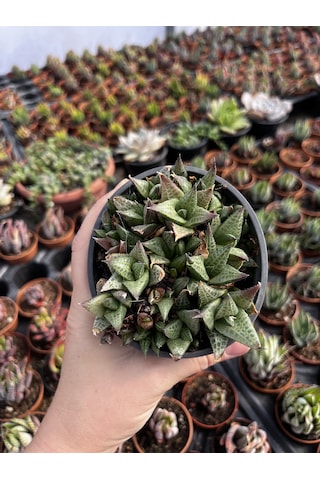 Haworthia Venosa Tessellata Sukulent 1 Adet