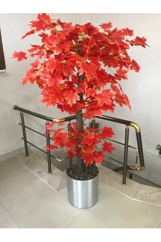 Cihan Çiçekçilik Kızıl Hazan Yaprak Çınar Ağacı 180 Cm Metal Saksıda Beyaz- Yeşil