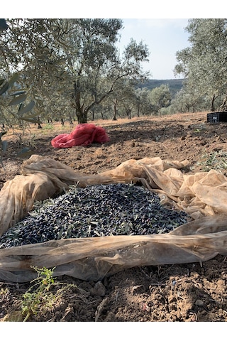 Gurme Serisi - Yuvarlama Siyah Zeytin 2 No 220-260 Dane 3000 Gr