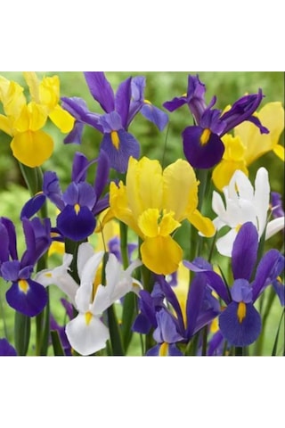 Karışık Renkli Iris Mix (Süsen) Soğanı 10 Adet - ADAFDN0035
