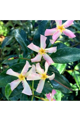 Pembe Çiçekli Yasemin Çiçeği Pink Showers Fidanı Tüplü 1-2 Yaş