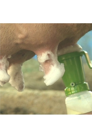 Royal Masdisin Teat Foam Sağım Öncesi Bakım 20 Lt