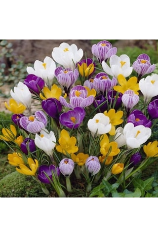 Karışık Renkli Crocus Mixed Çiğdem Soğanı 5 Adet